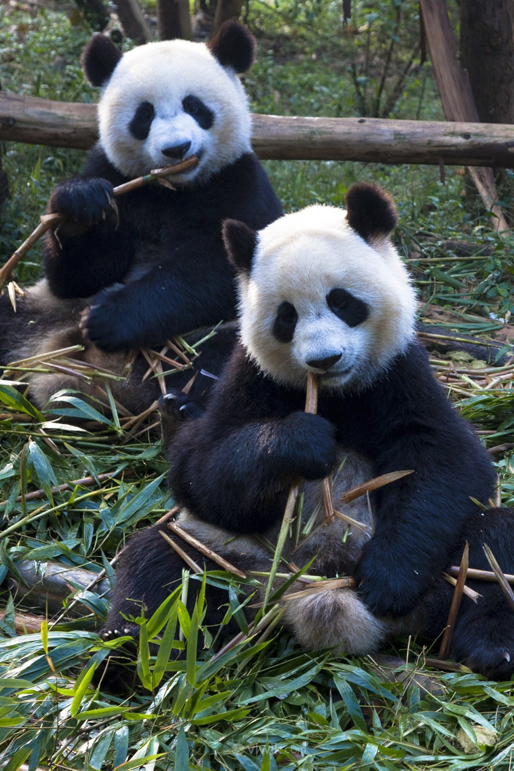 两只小熊猫使用 库存照片. 图片 包括有 茴香, 初期, 幼崽, 波儿地克的, 婴儿, 敲打, 提供, 成都 - 30774470