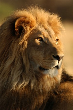 森林之王獅子野生動物圖片