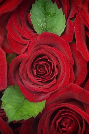 浪漫高清紅色玫瑰鮮花圖片