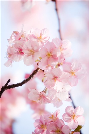 高清樱花图片