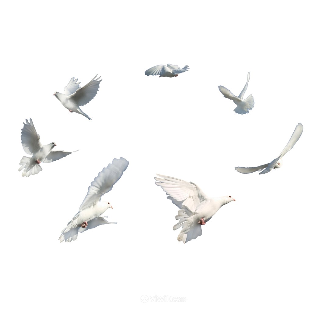 白鴿飛行鴿子免摳圖片