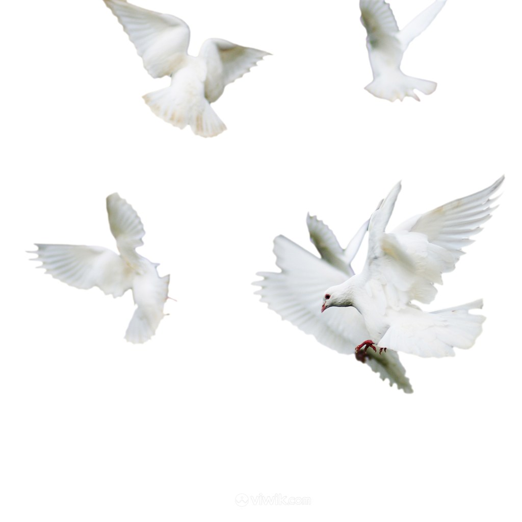 天空飛翔的鴿子PNG空底鴿子圖片