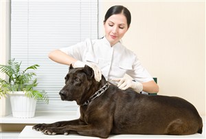 宠物医院里给黑色杜宾犬做检查图片