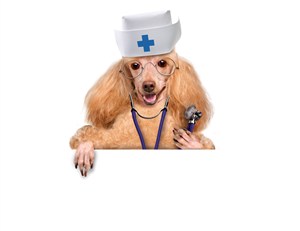 寵物醫院狗狗醫生圖片