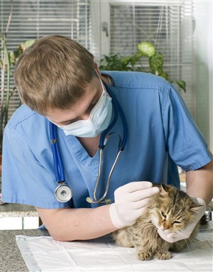寵物醫院給貓咪做檢查圖片