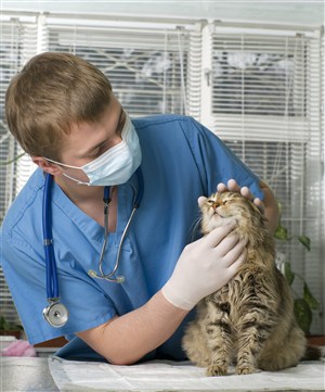 寵物醫院醫生給貓咪檢查視力眼睛