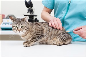 寵物醫院給貓咪打疫苗圖片