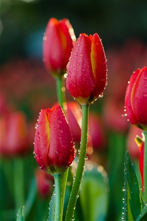 紅色鮮艷欲滴的郁金香花朵圖片