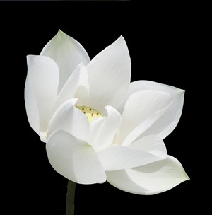 白凈荷花鮮花圖片