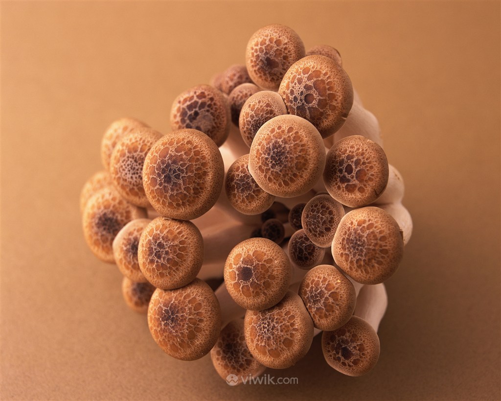 冬季火锅美食蘑菇食材高清摄影大图-千库网