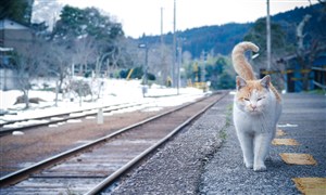火車鐵軌旁的貓咪圖片