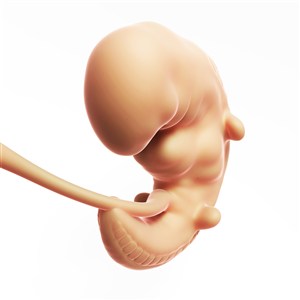 孕婦胎兒持續發育人體器官圖片