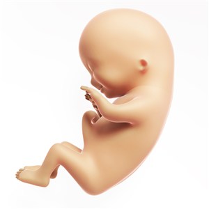 高清孕婦胎兒發育人體器官圖片