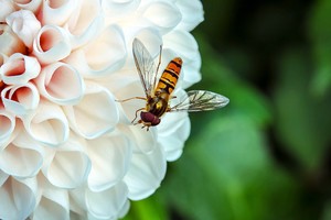 蜜蜂下的大麗花圖片.jpg