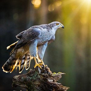 陽光下停在樹上的貓頭鷹 