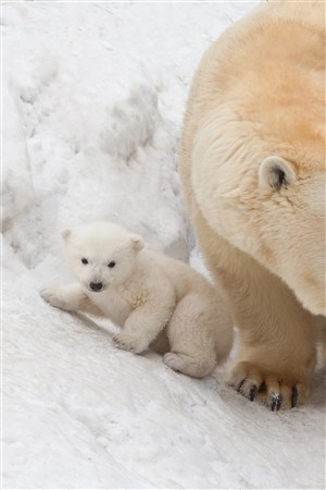 高清小北极熊野生动物图片