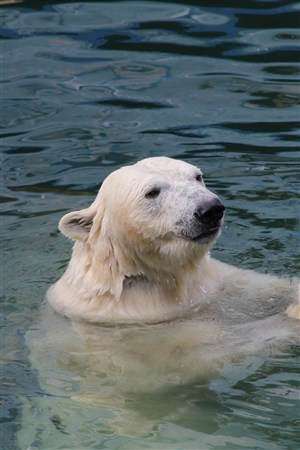 水中游泳的北极熊野生动物图片