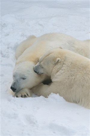 睡在一起的两头北极熊野生动物图片
