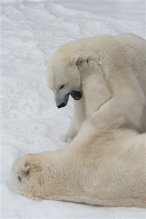 打架的北极熊野生动物图片