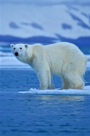 蓝蓝海面上北极熊野生动物图片