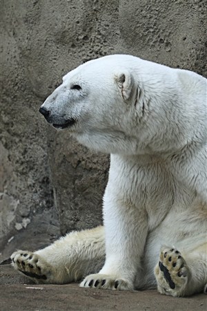 坐在地上的北极熊野生动物图片