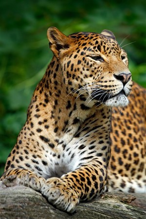 一脸忧愁的豹子野生动物图片