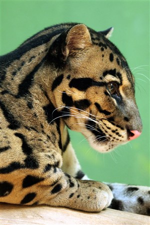 可爱的小豹子野生动物图片