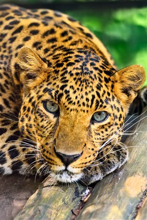 趴在木板上乖巧的豹子野生动物图片