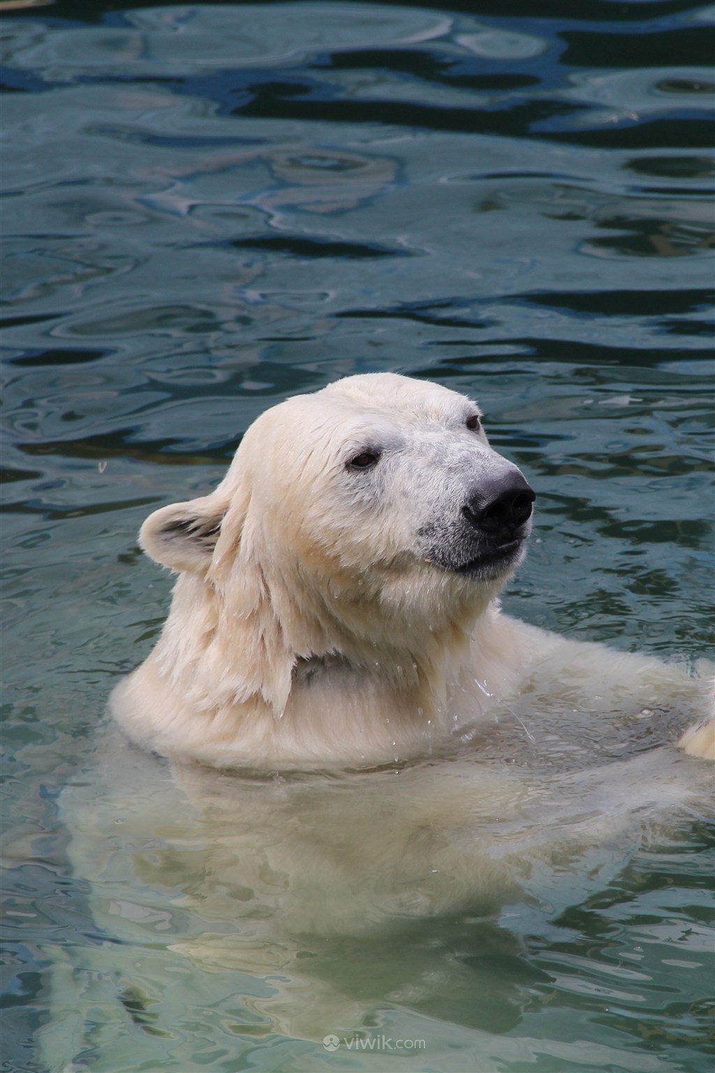 水中游泳的北极熊野生动物图片