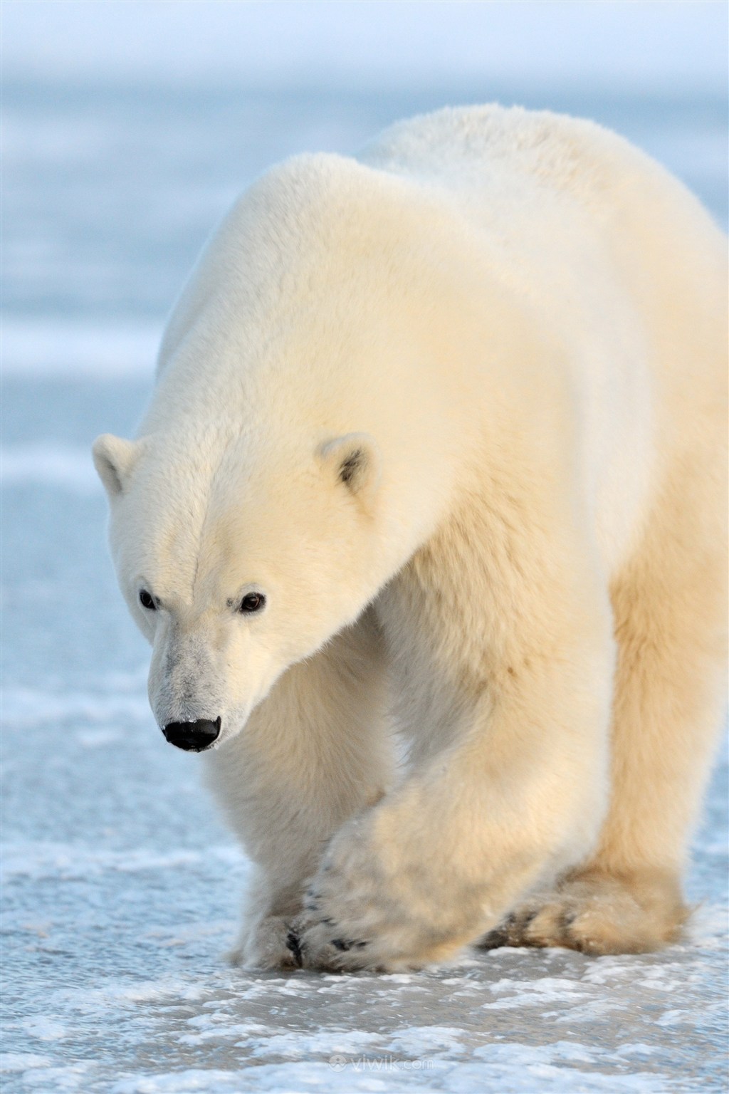 冰块上行走的北极熊野生动物图片