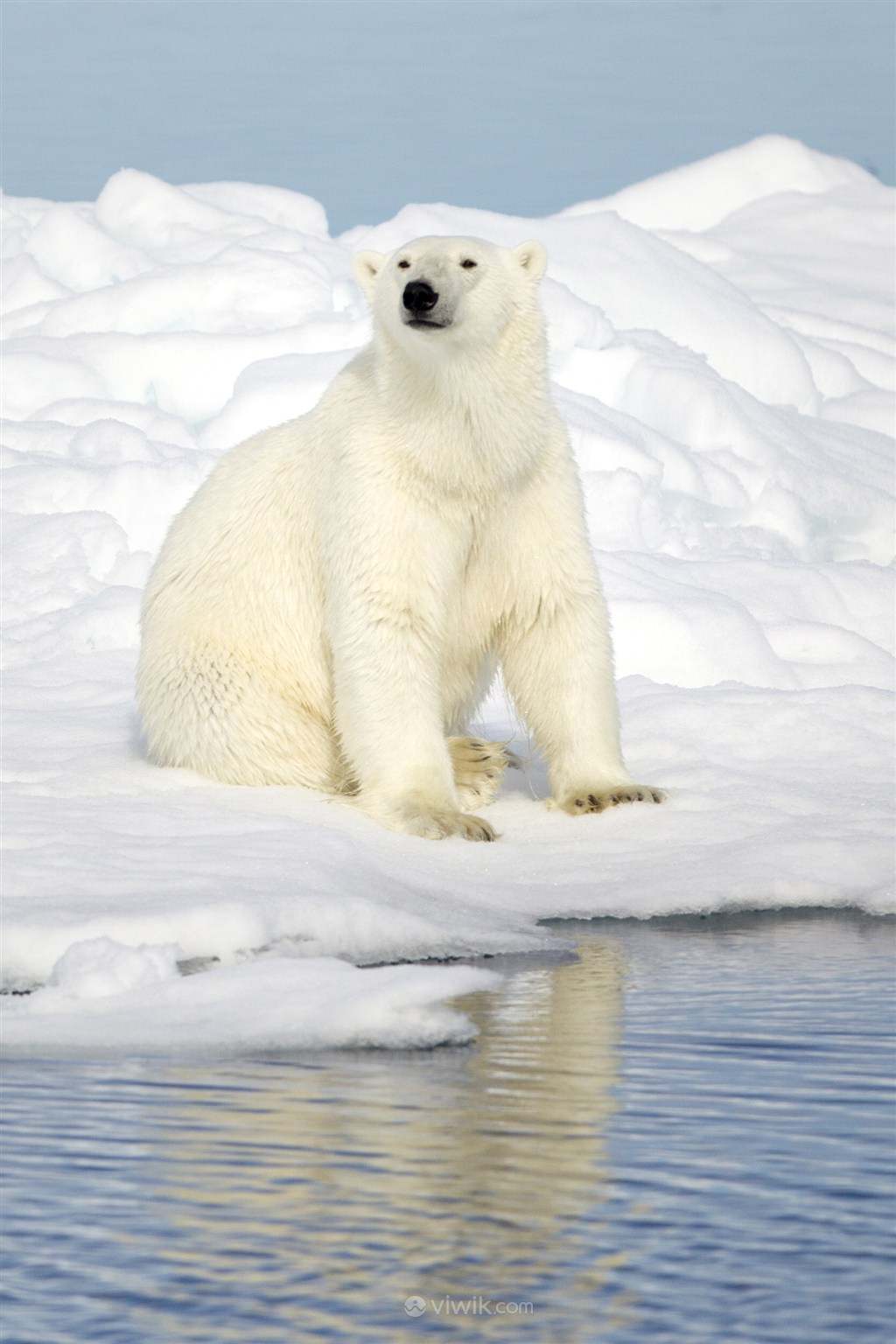 憨厚的北极熊野生动物图片