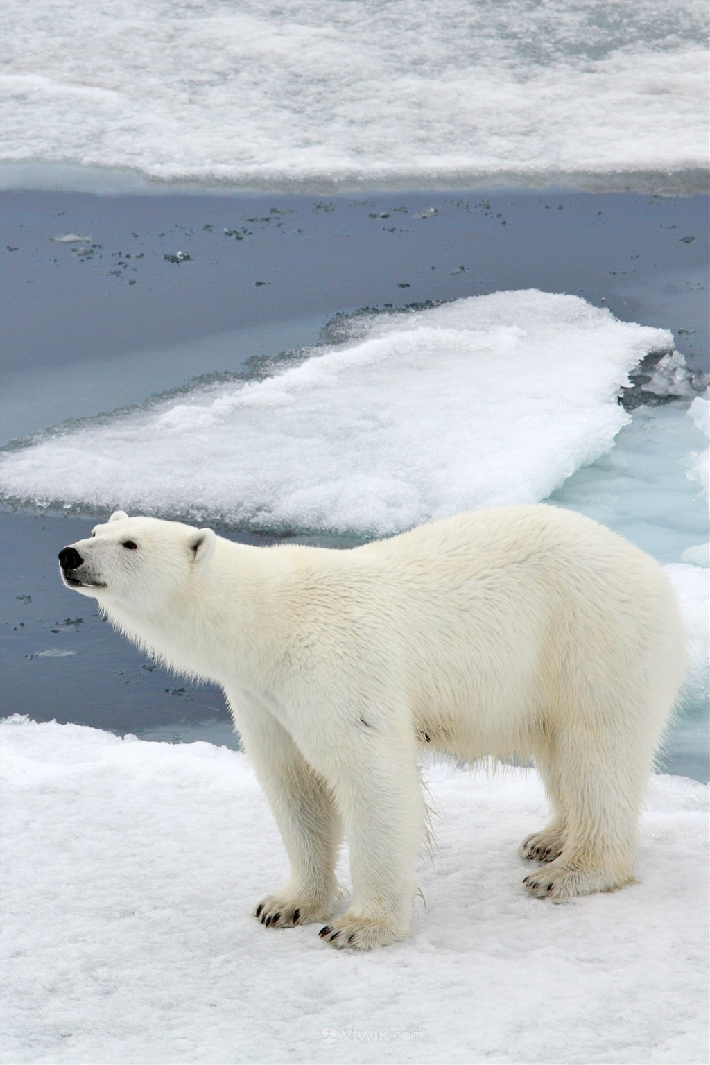 看着远方的北极熊野生动物图片