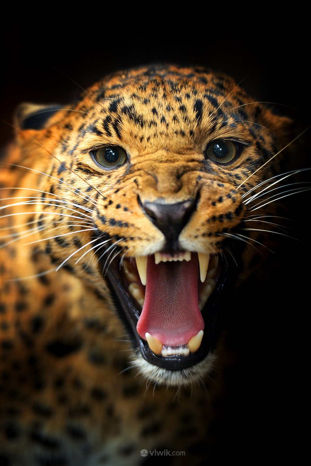呲牙吼叫的豹子野生动物图片