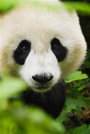 呆萌高清大熊猫野生动物图片