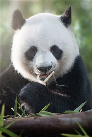 吃竹子的大熊猫高清野生动物图片