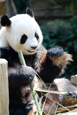 认真啃竹子的大熊猫高清野生动物图片