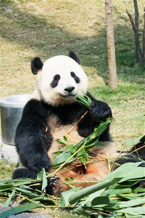 竹子堆里的大熊猫高清野生动物图片