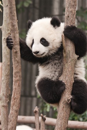 爬树淘气的大熊猫高清野生动物图片