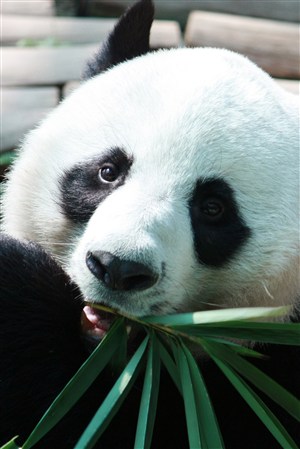 吃竹叶可爱的大熊猫高清野生动物图片