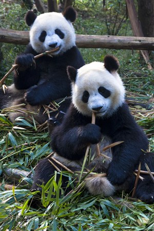 两只抱着竹子吃的大熊猫高清野生动物图片