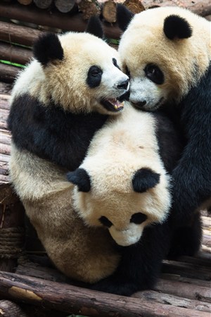 三只抱在一起的大熊猫高清野生动物图片