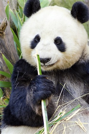 坐在竹林里吃的大熊猫高清野生动物图片