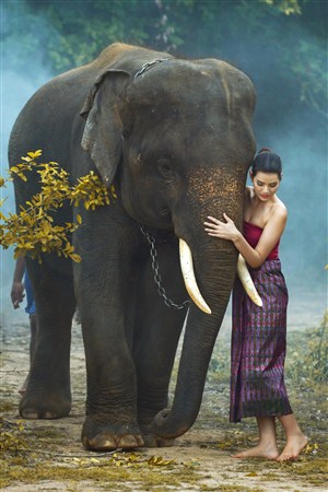 美女与泰国大象高清野生动物图片