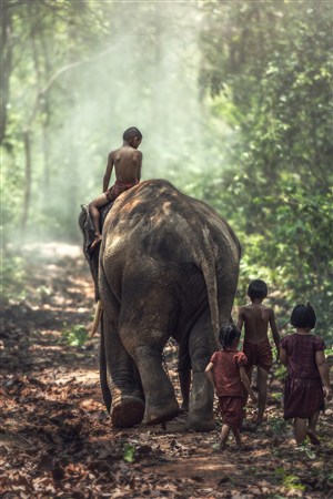 小孩与大象背影高清野生动物图片