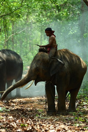 坐在大象身上的男人高清野生动物图片