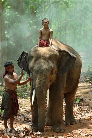 憨厚的大象高清野生动物图片