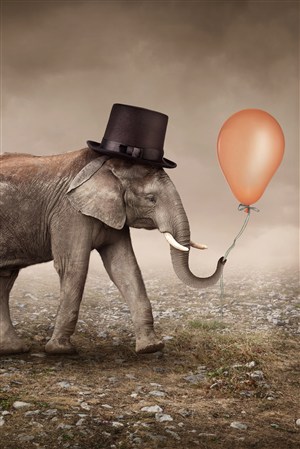 戴着爵士帽子的大象高清野生动物图片