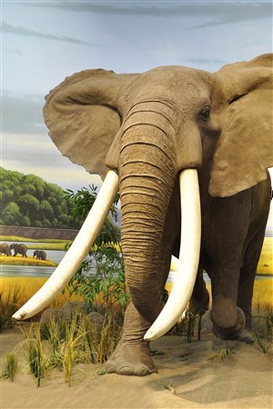 长着长长象牙的大象高清野生动物图片