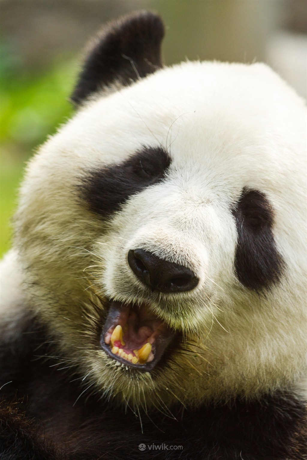 撒娇可爱的大熊猫高清野生动物图片