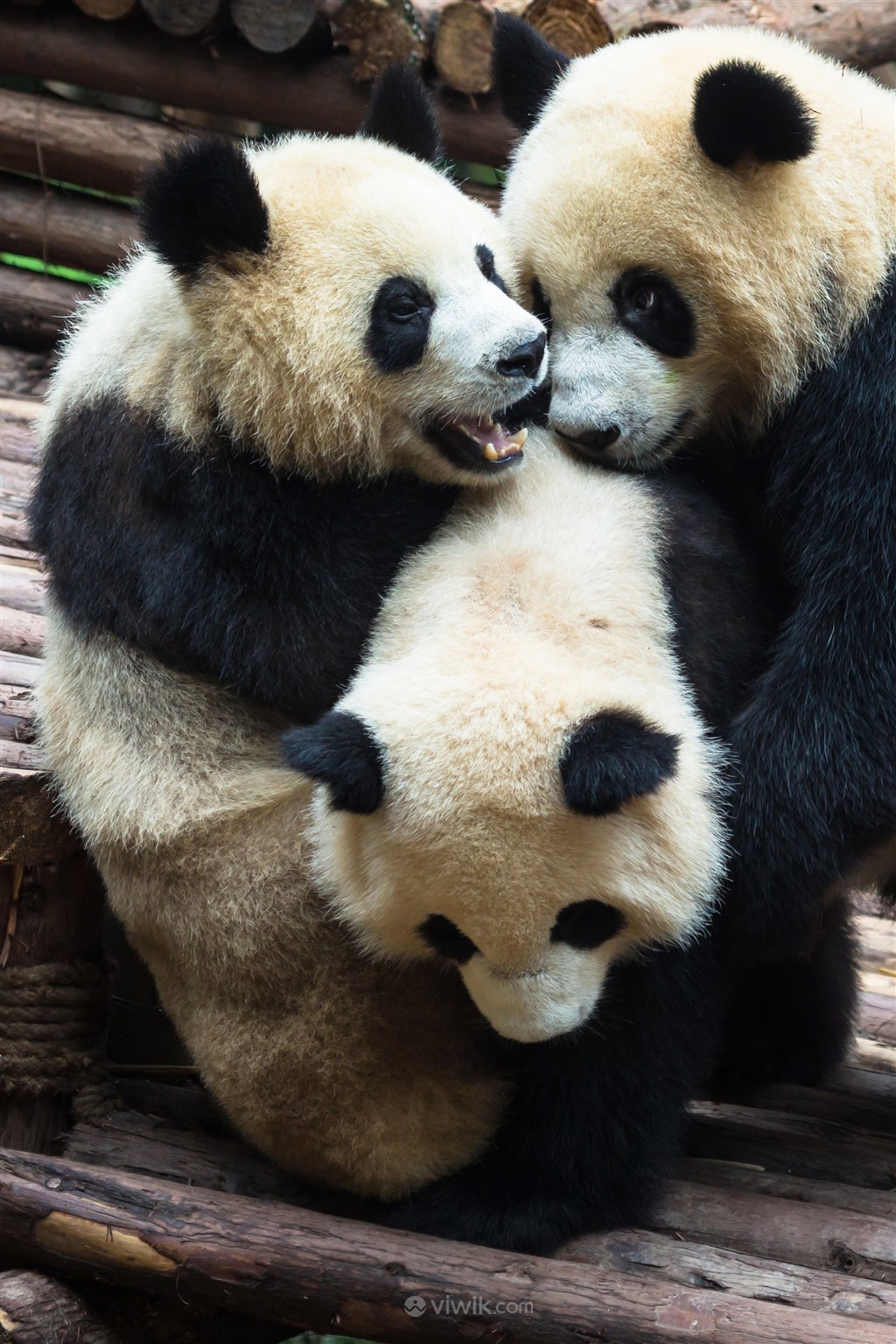 三只抱在一起的大熊猫高清野生动物图片
